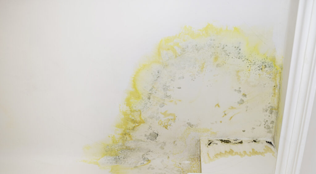 เชื้อราในบ้าน